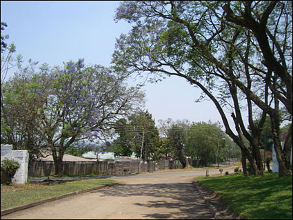 The lovely jacaranda trees.