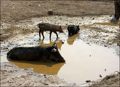 Some of our neighbors enjoying the clean, refreshing water that came out of the well.