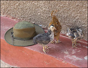 Some friends gather around Dave's hat after the meeting.