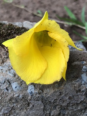 Starting the day with beautiful flowers in the neighborhood of the guesthouse