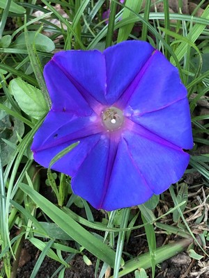 Starting the day with beautiful flowers in the neighborhood of the guesthouse