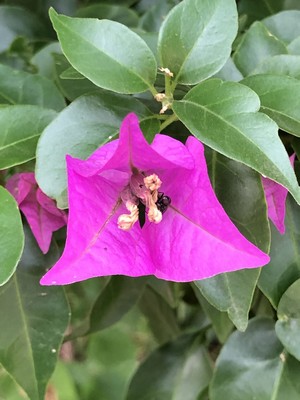 Starting the day with beautiful flowers in the neighborhood of the guesthouse