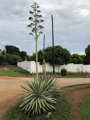 Starting the day with beautiful flowers in the neighborhood of the guesthouse