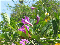 Jacarandas